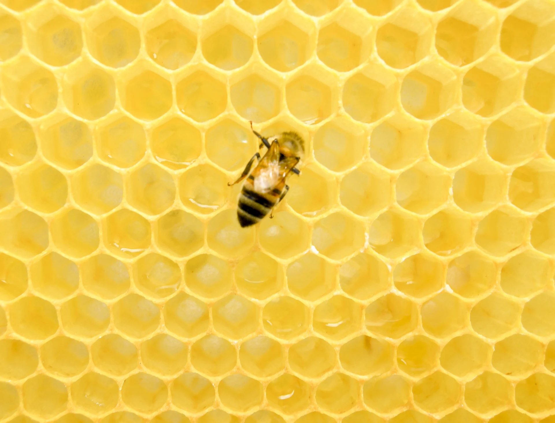 Honey bee working on the golden honeycomb cells of its nest